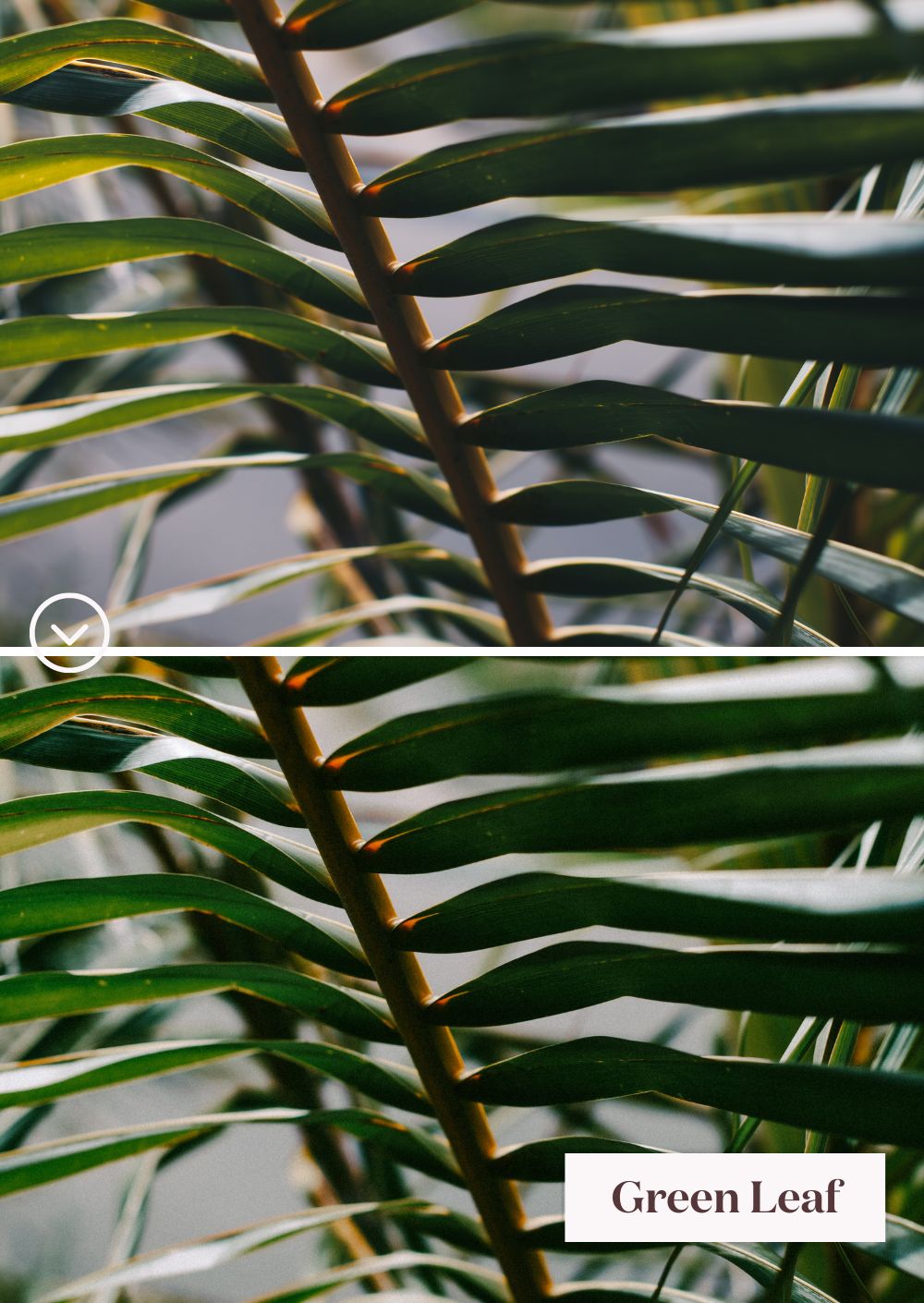 Green Tones Collection: Un monde de presets vibrant de verts - Creative Kits