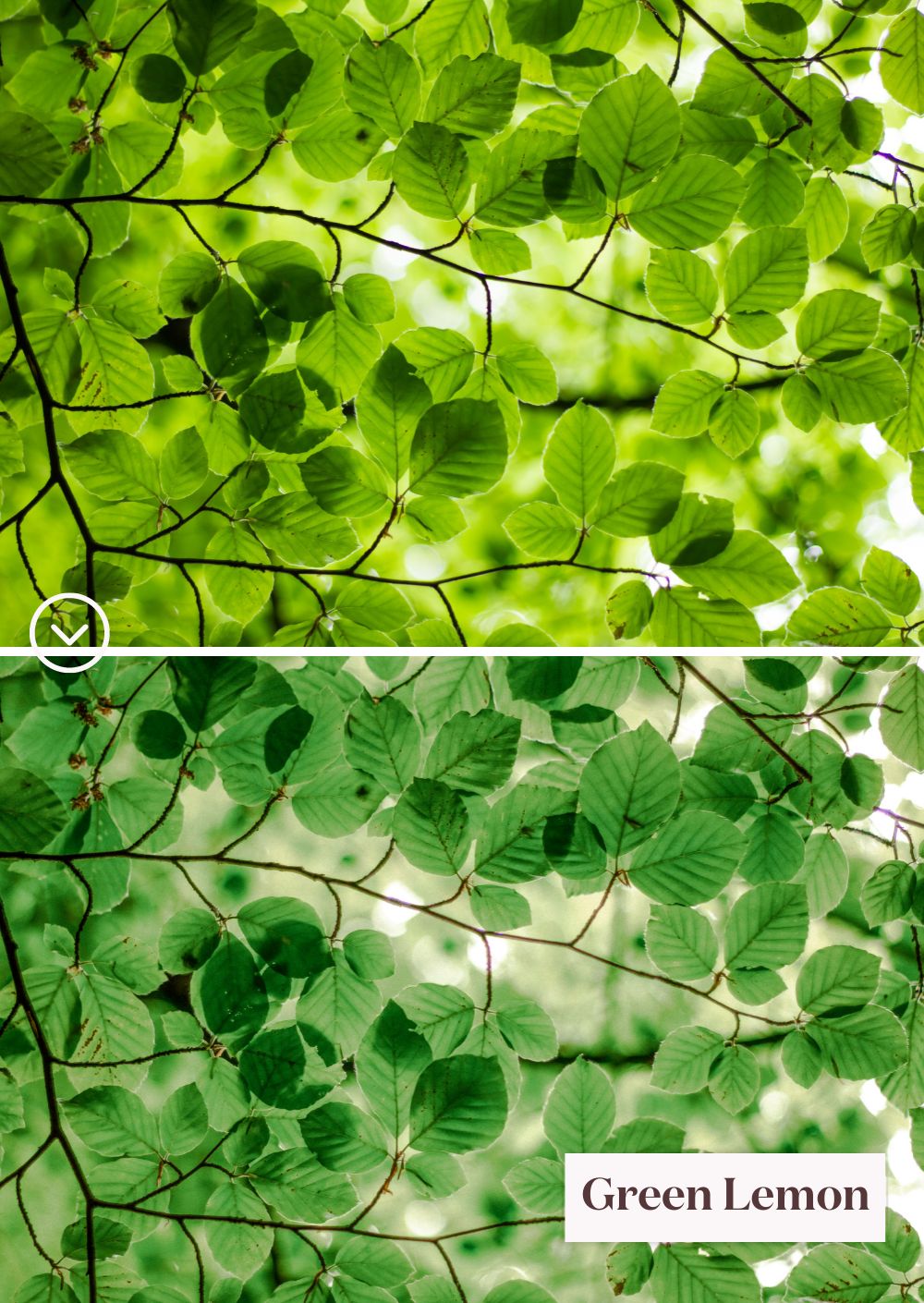 Green Tones Collection: Un monde de presets vibrant de verts - Creative Kits