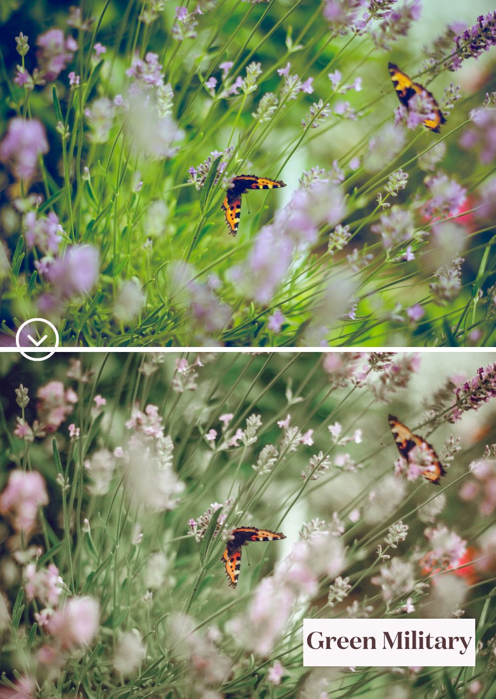 Green Tones Collection: Un monde de presets vibrant de verts - Creative Kits